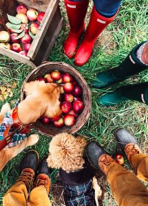 Apple Picking