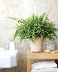 boston fern