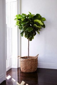 fiddle leaf fig